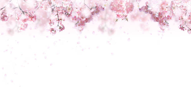 桜と花びら - 花びら　舞う ストックフォトと画像