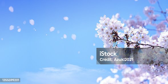 istock Cherry blossoms and soaring petals 1355599201