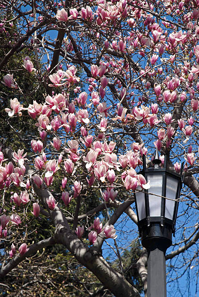Cherry Blossoms and Street Lamp stock photo