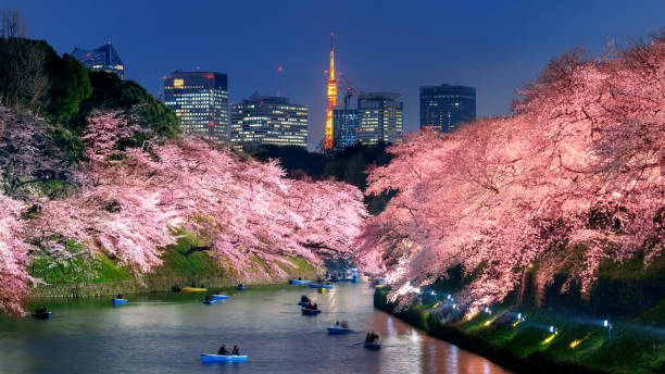 Cherry blossoms at Chidorigafuchi park in Tokyo, Japan. stock photo