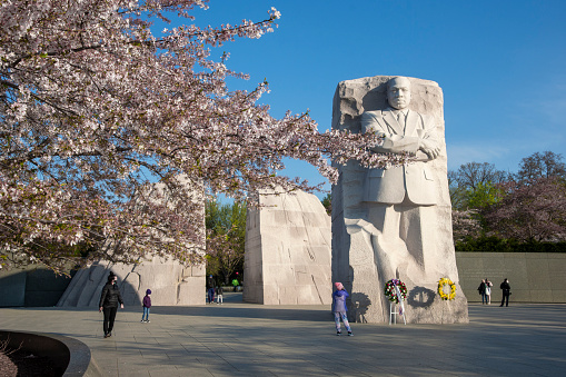 Blossoming cherry trees grace the Martin Luther King, Jr., Memorial in  Washington, DC.