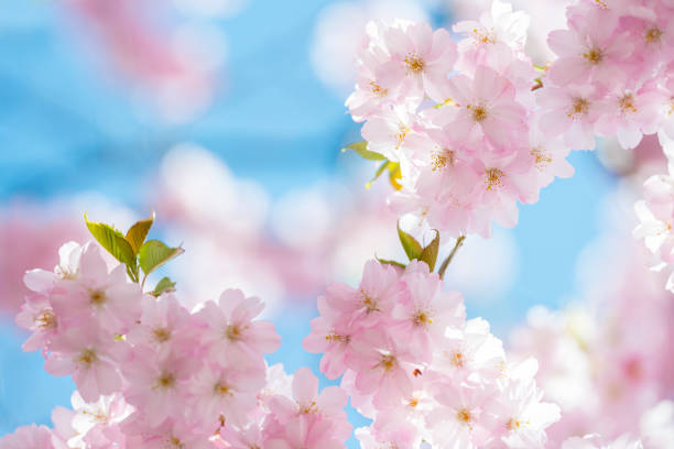 Cherry blossoms close-up stock photo