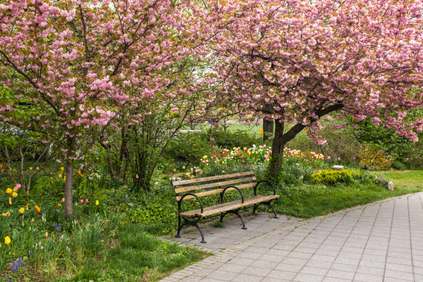 Cherry blossoms in a park stock photo
