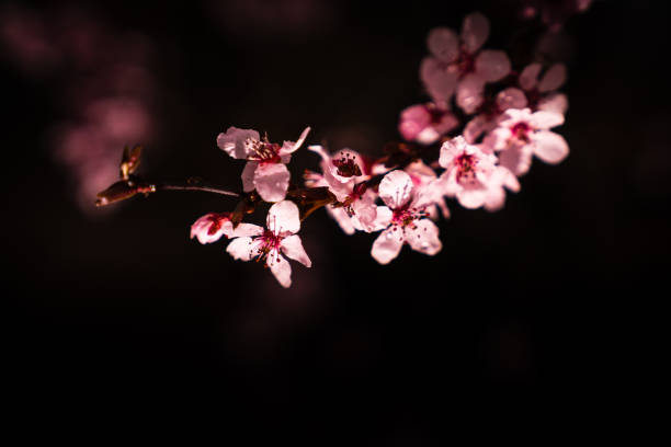 Cherry Blossoms In Bloom stock photo
