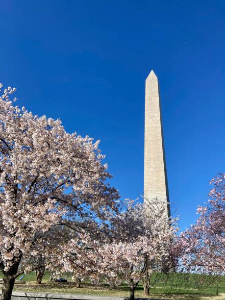 Cherry blossoms in front of the Washington monument in springtime season stock photo