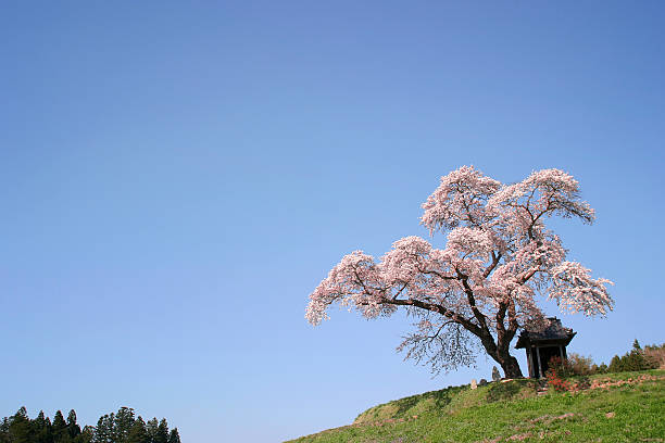 Cherry Blossoms in Fukushima,Japan stock photo