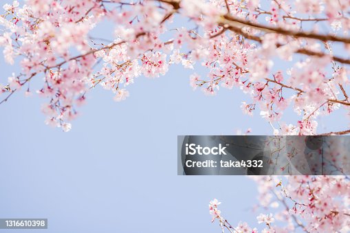 istock Cherry blossoms in full bloom with beautiful pink petals 1316610398