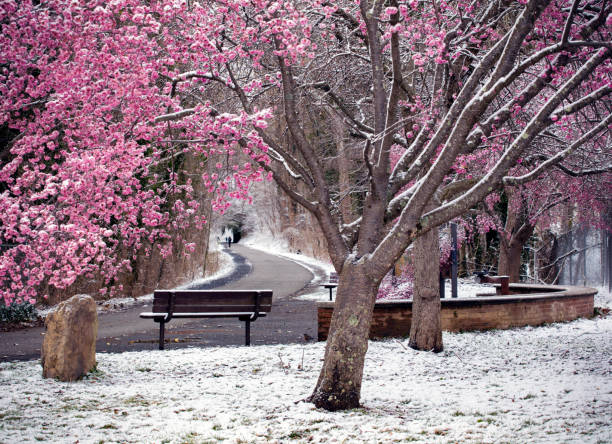 Cherry blossoms in the snow stock photo