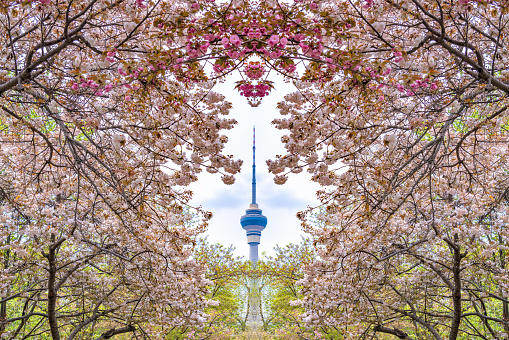 Cherry blossoms in Yuyuantan Park, Beijing, China. Overlooking the CCTV Tower from the cherry blossom garden