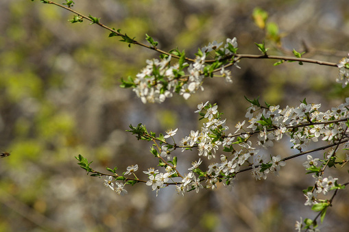spring awakening. trees in bloom. sakura. cherry blossom garden. stock photo. pruning trees.