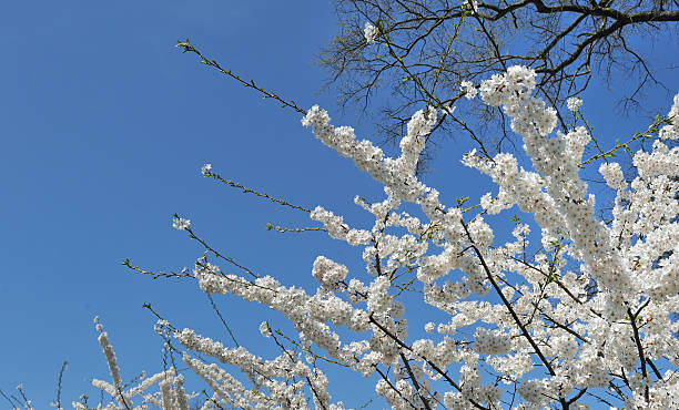 Cherry blossoms stock photo
