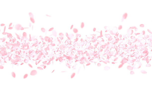 Cherry Blossoms, Pink Flower Background stock photo