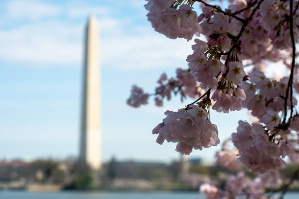 Cherry Blossoms with the Washington Monument in the background Lovely shots of the cherry blossoms, Tidal Basin and the Washington Monument on a bright spring morning. bowser stock pictures, royalty-free photos & images