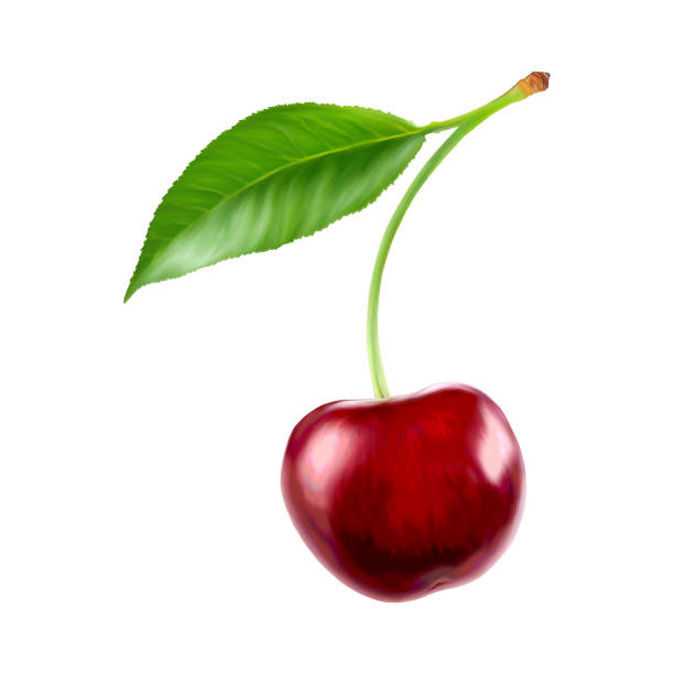 Cherry fruit illustration stock photo