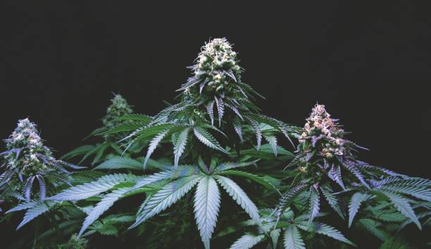 вишневый газ (широкий) - cannabis стоковые фото и изображения