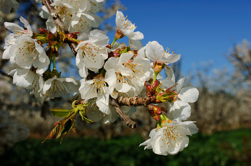 Cherry orchard with springtime blossoms on trees.\n\nTaken in Gilroy, California, USA.