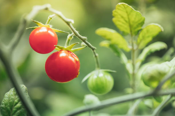 cherry tomato harvest under artificial light of HPS grow lamp stock photo