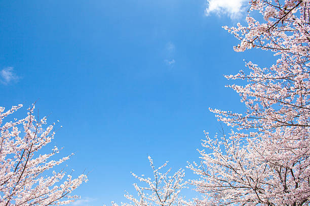 Cherry tree and Blue sky stock photo