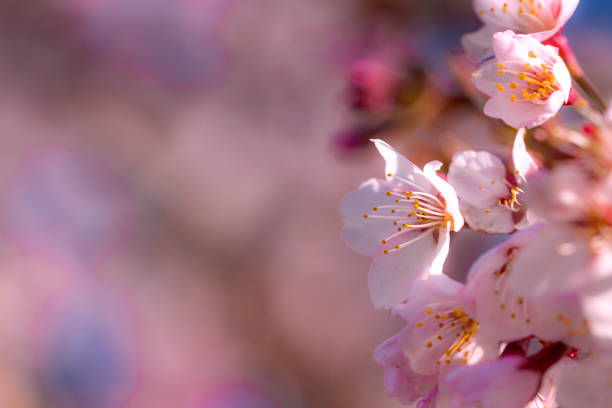 Cherry tree blossoms stock photo