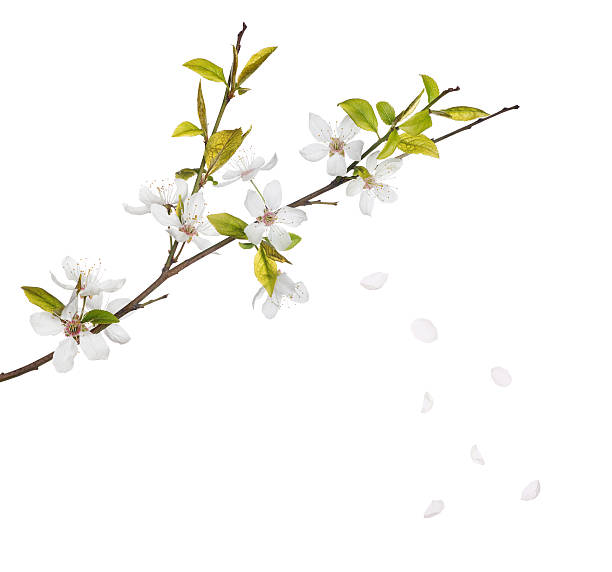 チェリーツリーの花と落ちるペタルズ白で分離 - 花びら　舞う ストックフォトと画像