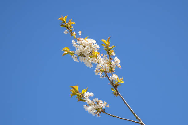 Cherry Tree flowers in Spring stock photo