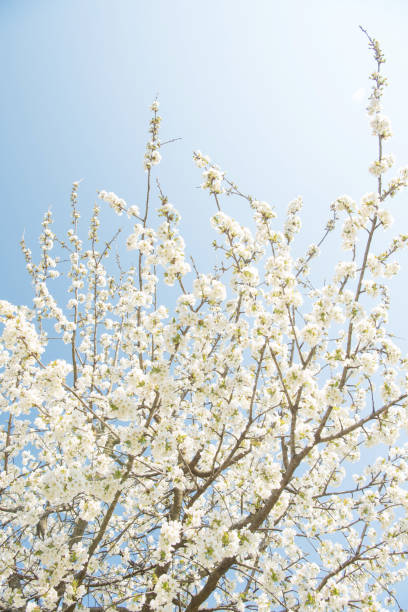 Cherry Tree in Bloom against the Azure Sky stock photo