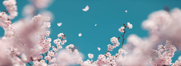 Cherry Tree In Spring Cherry petals falling from the trees. blossom stock pictures, royalty-free photos & images