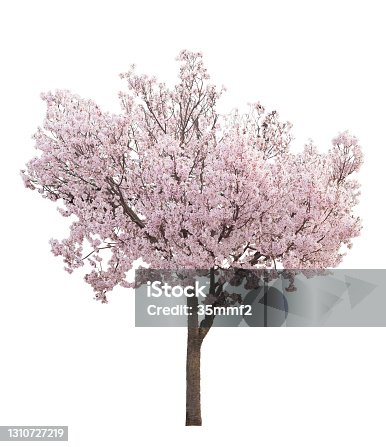 istock Cherry tree with pink flowers in full bloom 1310727219