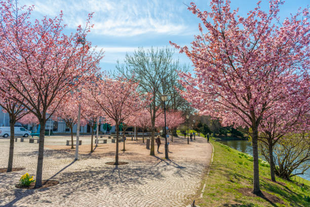 körsbärsträd och kullerstenar - göteborg city bildbanksfoton och bilder