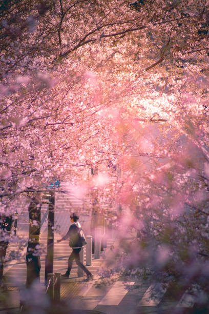 Cherry trees and people (one-chome Roppongi) stock photo