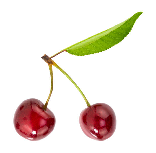 cherrys isolated on white background. With clipping path stock photo