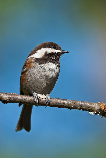 Chestnut Backed Chickadee Holding a Nut With its Claws In Western Washington State the Chestnut Backed Chickadee (Poecile rufescens) is a year-round resident, frequently greeting visitors with their chick-a-dee-dee-dee call. The chickadee is bold, gregarious and not a bit shy of humans. This chickadee was photographed in Edgewood, Washington State, USA. jeff goulden chickadee stock pictures, royalty-free photos & images