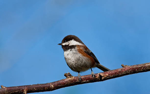 Chestnut Backed Chickadee Perched on a Branch In Western Washington State the Chestnut Backed Chickadee (Poecile rufescens) is a year-round resident, frequently greeting visitors with their chick-a-dee-dee-dee call. The chickadee is bold, gregarious and not a bit shy of humans. This chickadee was photographed in Edgewood, Washington State, USA. jeff goulden chickadee stock pictures, royalty-free photos & images