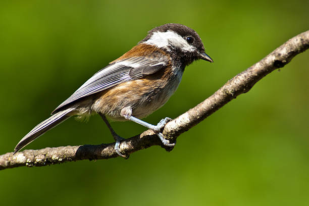 Chestnut Backed Chickadee In Western Washington State the Chestnut Backed Chickadee (Poecile rufescens) is a year-round resident, frequently greeting visitors with their chick-a-dee-dee-dee call. The chickadee is bold, gregarious and not a bit shy of humans. This chickadee was photographed in Edgewood, Washington State, USA. jeff goulden chickadee stock pictures, royalty-free photos & images