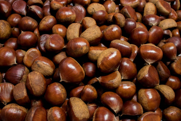 Chestnut background. stock photo