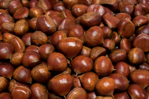 Chestnut background. stock photo