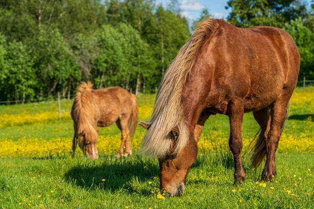 chestnut colored icelandic horses grazing in summer sunlight - ijslandse paarden stockfoto's en -beelden