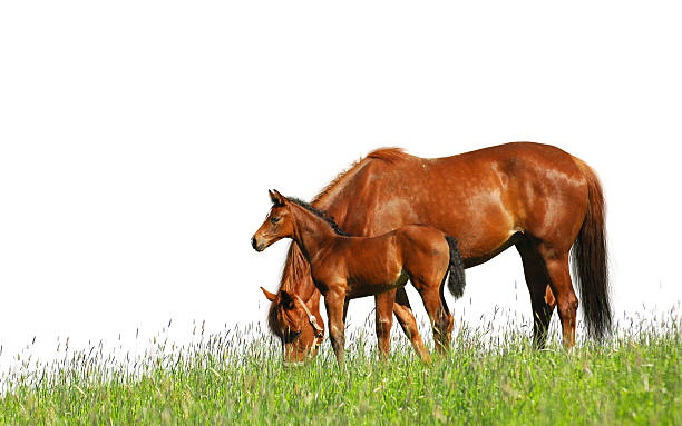 chestnut foal and mare grazing in a green field - foal isolated bildbanksfoton och bilder