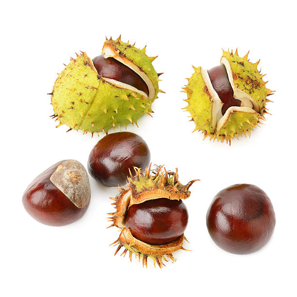 Chestnut fruits Chestnut fruits isolated on white background horse chestnut seed stock pictures, royalty-free photos & images