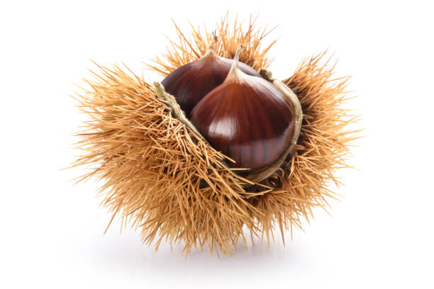 Chestnut in husk Fresh sweet chestnuts in the shell isolated on white chestnut food stock pictures, royalty-free photos & images