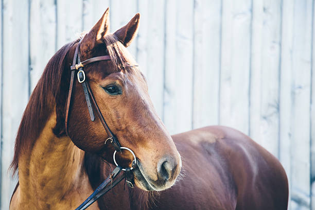 Chestnut quarter horse portrait Portrait of a beautiful chestnut colour quarter horse wearing a bridle, detail head and upper body, side view, horse looking away  animal harness stock pictures, royalty-free photos & images
