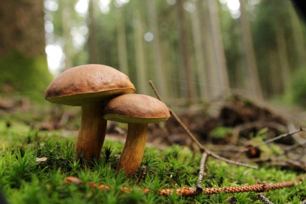 Chestnut tube (Bay bolete) Edible mushroom fungus stock pictures, royalty-free photos & images
