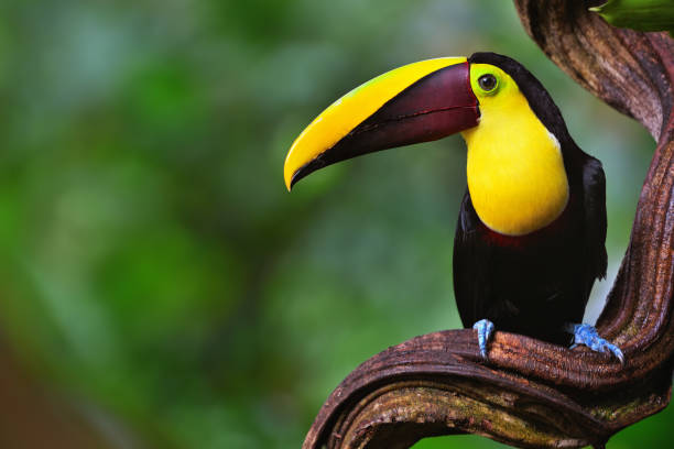 chestnut-mandibled toucan in costa rica close-up of a chestnut-mandibled toucan  (ramphastos ambiguus swainsonii), also known as swainson’s toucan in the rainforest of costa rica beak stock pictures, royalty-free photos & images