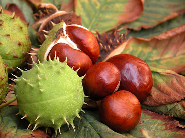 chestnuts seasonal horse chestnut seed stock pictures, royalty-free photos & images