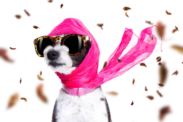 chic diva dog in autumn or fall windy chic fashionable diva luxury  cool dog with funny sunglasses, scarf and necklace, isolated on white background in autumn or fall with leaves dog fashion show stock pictures, royalty-free photos & images