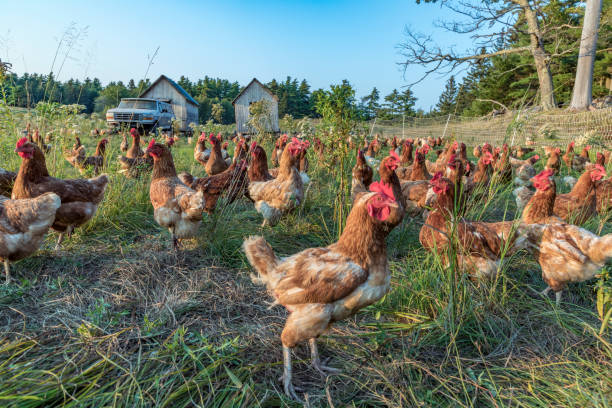 chicken at a green meadow chicken at a green meadow near Bar Harbor in the New england states free range stock pictures, royalty-free photos & images