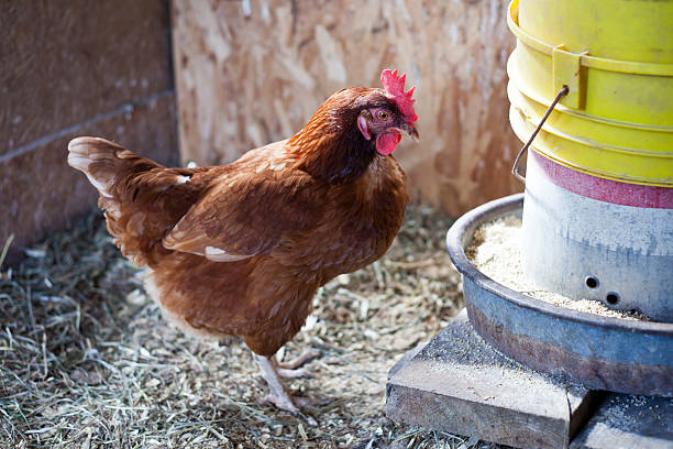 Chicken at feeder stock photo