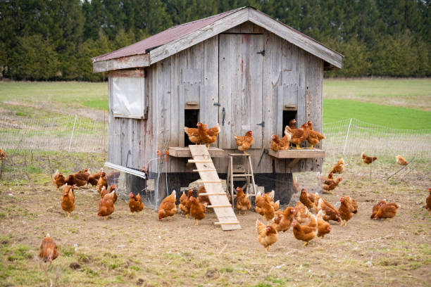A chicken coop on a small scale, ecological, sustainable, community shared agriculture farm. A chicken coop on a small scale, organic, ecological, sustainable, community shared agriculture farm. chicken coop stock pictures, royalty-free photos & images