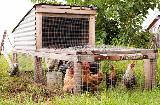 Chicken coop on grass Chickens in a handmade moveable chicken coop (chicken tractor) on grass chicken coop stock pictures, royalty-free photos & images