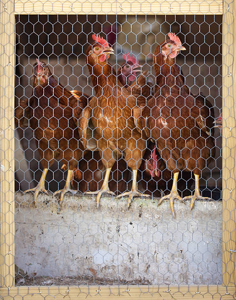 Chicken Coop stock photo
